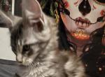 Lexus - Maine Coon Kitten For Sale - Ripon&comma; CA&comma; US