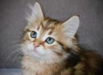 Buddy - Siberian Kitten For Sale - Ooltewah&comma; TN&comma; US