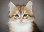 Bond - Siberian Kitten For Sale - Ooltewah&comma; TN&comma; US