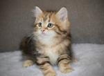 Brenda - Siberian Kitten For Sale - Ooltewah&comma; TN&comma; US