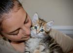 Belle - Siberian Kitten For Sale - Ooltewah&comma; TN&comma; US
