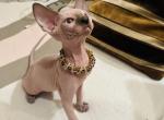 Sphynx male kitten - Sphynx Kitten For Sale - Brooklyn&comma; NY&comma; US