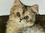 Silver Ragamuffin girl younger - Ragamuffin Cat For Sale - Salem&comma; OR&comma; US