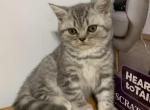 Charlie - Scottish Straight Kitten For Sale - Levittown&comma; PA&comma; US