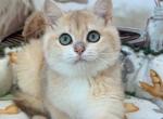 Jusik - British Shorthair Kitten For Sale - Glendale&comma; CA&comma; US