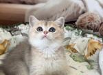 Fleur - British Shorthair Kitten For Sale - Glendale&comma; CA&comma; US