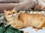 Honey - British Shorthair Kitten For Sale - Glendale&comma; CA&comma; US