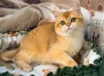 Jonny - British Shorthair Kitten For Sale - Glendale&comma; CA&comma; US