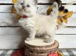 Pumpkin Spice - Ragdoll Kitten For Sale - FL&comma; US