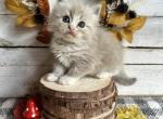 Starbucks - Ragdoll Kitten For Sale - FL&comma; US