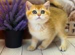 Cute male - British Shorthair Kitten For Sale - Glendale&comma; CA&comma; US