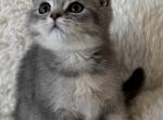 Achilles - British Shorthair Kitten For Sale - Parker&comma; CO&comma; US