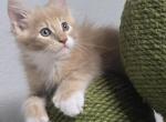 Batter Up POLYDACTYL 6 toes on all 4 paws - Maine Coon Kitten For Sale - Elk Grove&comma; CA&comma; US