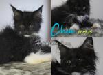 Chia - Maine Coon Kitten For Sale - Braham&comma; MN&comma; US