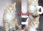 Mandarin - Maine Coon Cat For Sale - Braham&comma; MN&comma; US