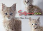 Satsuma - Maine Coon Kitten For Sale - Braham&comma; MN&comma; US