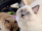 Blue Mitted Ragdoll - Ragdoll Cat For Sale - Laurel&comma; MD&comma; US