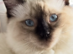Emotional Support seal point Purebred Ragdoll - Ragdoll Cat For Sale - Mount Joy&comma; PA&comma; US
