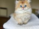Lamajeur Cattery Golden British Longhair Kitten - British Shorthair Kitten For Sale - Boston&comma; MA&comma; US