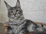 Vostorg - Maine Coon Kitten For Sale - Hollywood&comma; FL&comma; US
