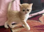 British babies - British Shorthair Kitten For Sale - New York&comma; NY&comma; US