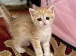 Lena - British Shorthair Kitten For Sale - Brooklyn&comma; NY&comma; US