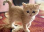 Lena - British Shorthair Kitten For Sale - New York&comma; NY&comma; US