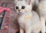 Bri Sam - British Shorthair Kitten For Sale - New York&comma; NY&comma; US