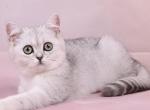 Una - British Shorthair Cat For Sale - Norwalk&comma; CT&comma; US