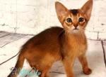 Beautiful Diana - Abyssinian Kitten For Sale - Norwalk&comma; CT&comma; US