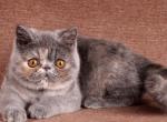 Duffy - Exotic Kitten For Sale - Hollywood&comma; FL&comma; US