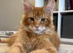 Orange - Maine Coon Kitten For Sale - Grayslake&comma; IL&comma; US
