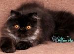 Chico - Persian Cat For Sale - Pembroke Pines&comma; FL&comma; US