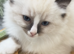 Mick - Ragdoll Kitten For Sale - Mount Joy&comma; PA&comma; US