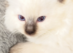 Merlin - Ragdoll Kitten For Sale - Mount Joy&comma; PA&comma; US
