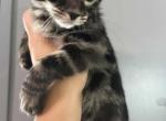 Coco - Bengal Kitten For Sale - Belleville&comma; NJ&comma; US