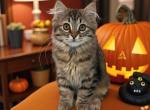 Vizzini from the Princess Bride Litter - Siberian Cat For Sale - Tolland&comma; CT&comma; US