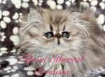 Beautiful Golden Shaded Persian - Persian Kitten For Sale - Rockwall&comma; TX&comma; US