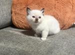 Lola - Ragdoll Kitten For Sale - Meadville&comma; PA&comma; US