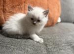 Milo - Ragdoll Kitten For Sale - Meadville&comma; PA&comma; US