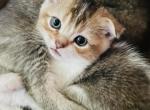 Alex - Scottish Fold Kitten For Sale - WI&comma; US