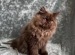 Mr Ming - Persian Kitten For Sale - Lexington&comma; KY&comma; US