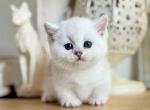 White angel Aria silver shaded munchkin short legs - Munchkin Kitten For Sale - TX&comma; US