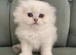 ARLO - Scottish Fold Kitten For Sale - Nixa&comma; MO&comma; US