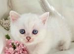 Baby boy Snow blue eyed munchkin short legs - Munchkin Kitten For Sale - TX&comma; US