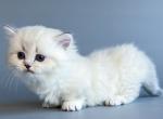 Drelon blue eyed fluffy angel munchkin standard - Munchkin Kitten For Sale - TX&comma; US