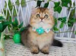 Calvin munchkin golden chinchilla longhair boy - Munchkin Kitten For Sale - TX&comma; US
