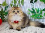 Carmen munchkin golden chinchilla longhair girl - Munchkin Kitten For Sale - TX&comma; US