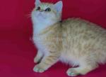 HTX Proma british shorthair golden leopard girl - British Shorthair Kitten For Sale - TX&comma; US