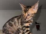 Loki - Bengal Kitten For Sale - Belleville&comma; NJ&comma; US